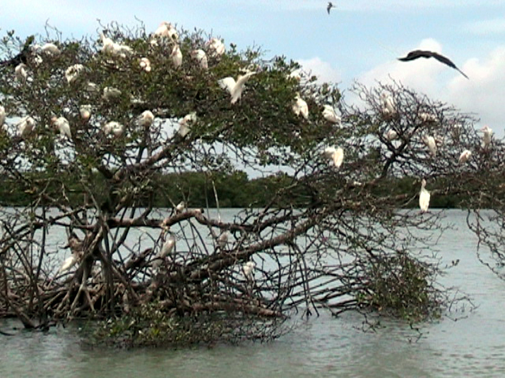 25 - Mangrove 052.jpg
